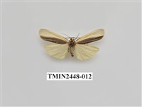 藏品(雙分苔蛾)的圖片